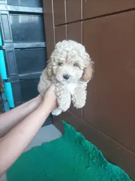 Poodel poodle puppies