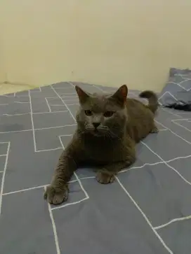 Bsh blue jantan