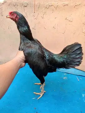Ayam betina pama Silangan bangkok