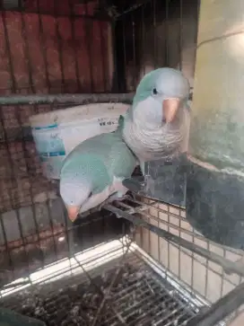 Sepasang Burung Monk Parakeet Blue