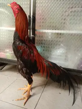 Ayam bangkok klasik ukuran 5,5-6