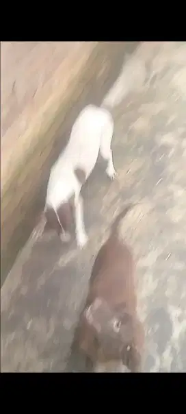Di jual 2 ekor anak anjing betina umur 3,5 bulan