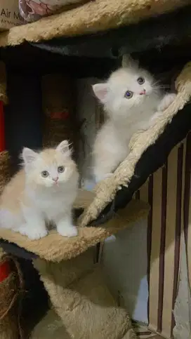 Kucing persian flatnose cream putih