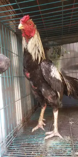 Jual Ayam jago bangkok ukuran 5