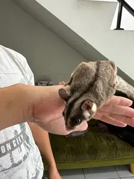 Jual Sugar glider borongan