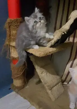Persian mix maincoon