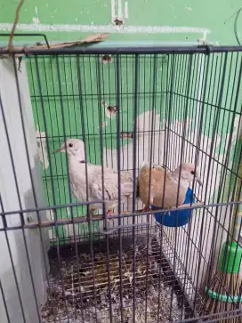 Burung Puter 2 Ekor