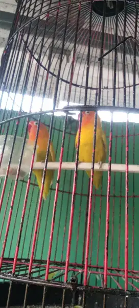 Jual burung lb+ kandang