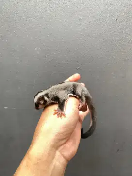 sugar glider classic grey