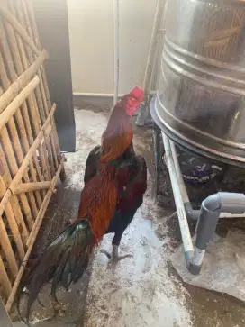 Ayam bangkok x mangon