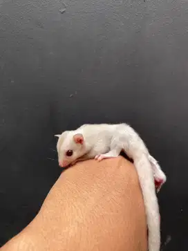 sugar glider creamino