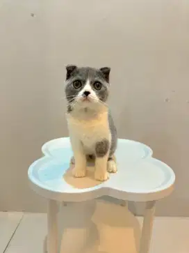 Kucing Scottish X BSH british shorthair jantan