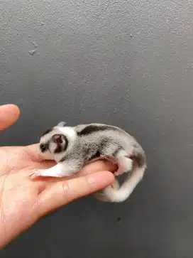 sugar glider mozaik