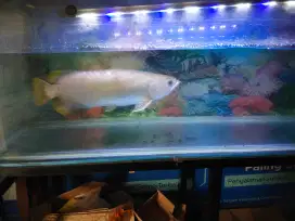 Aquarium + Ikan Siapa Cepat aja