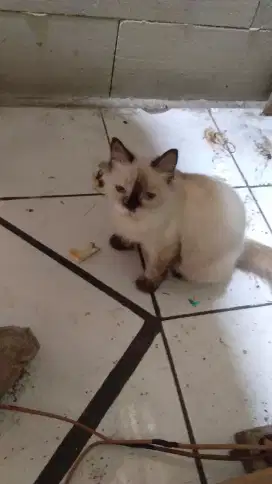 Kucing himalaya betina mata merah gk tau umur berapa