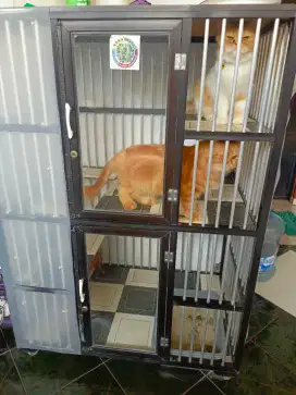 Kucing Persia Flat dan Peaknose 2 ekor dengan kandang