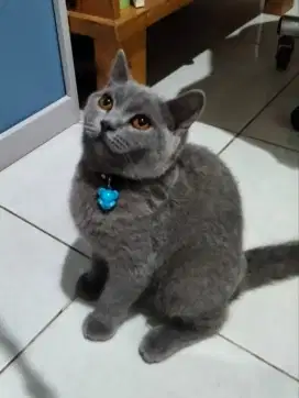 British Shorthair blue BETINA
