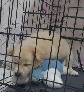 Anakan anjing jenis kintamani 2 bulan
