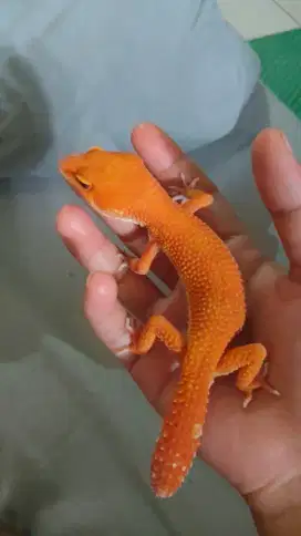 Leopard Gecko Sunglow