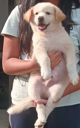anjing puppy kintamani mix golden