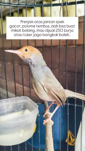Burung prenjak gacor