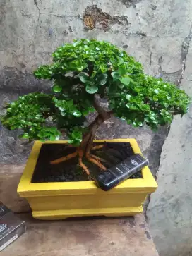 Bonsai Sancang The Max