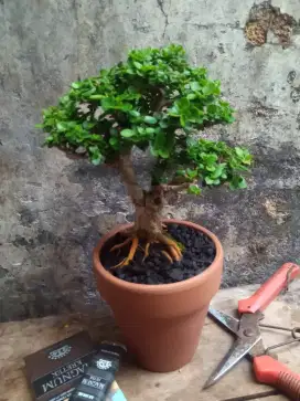 Bonsai Sancang Shito Pot Keramik