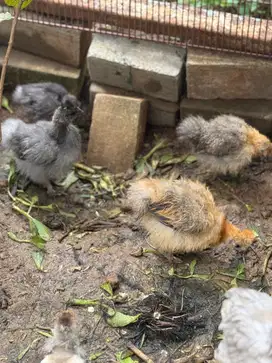Anak ayam silkie / kapas abu dan coklat