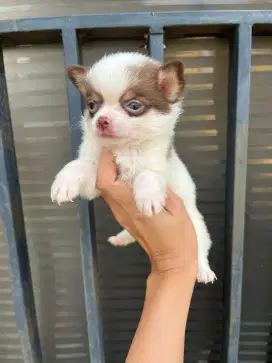 chihuahua longhair jantan non surat