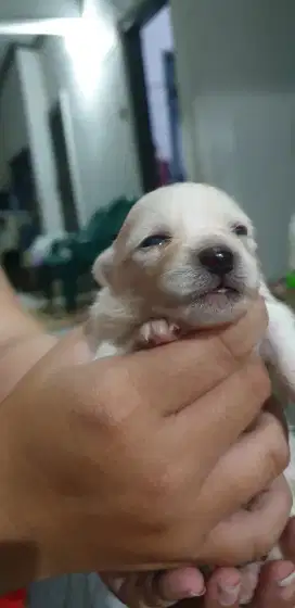 ANAKAN MINIPOM sehat