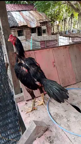 Ayam phakoy full brakot