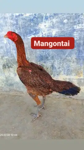 3 x nelur.siap produksi