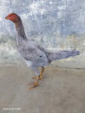 Betina phakoy full brakot