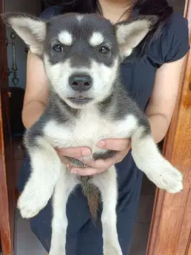 Jual husky mix labrador