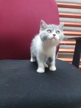 Bsh blue bicolor cinamon carrier betina
