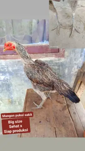 PAMA siap produksi