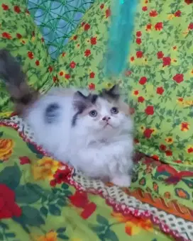 Munchkin Minuete Calico Female ( Super Cebol )