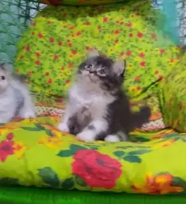 Munchkin Minuete NS ( Non Standart ) Female