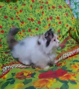2 Ekor Munchkin Minuete Female