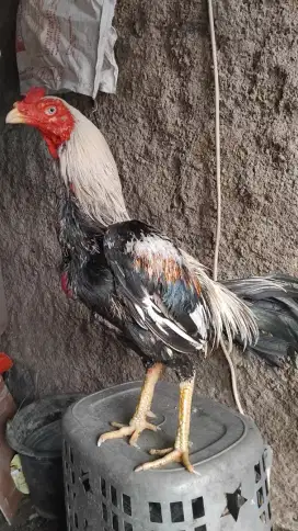 AYAM LAGA TANGKAS