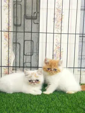 Kitten exo jantan betina
