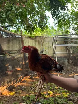 Dijual Ayam Kampung