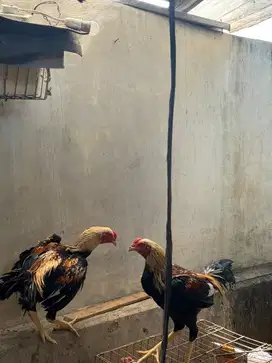 Dijual Ayam Bangkok Usia 6 Bulan