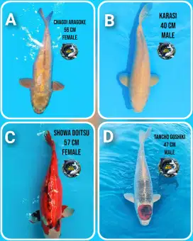 Ikan koi dan koki