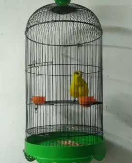 burung kapondang muda