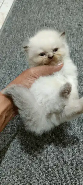 Kucing Persia  umur 1 bulan, gembul