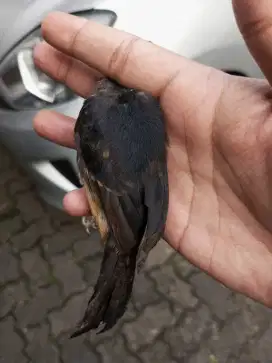 Burung Murai Batu Medan Trotol Fix Jantan
