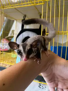 JUAL SUGAR GLIDER CLASSIC GREY JOEY