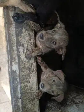 Anak anjing campuran ras kintamani