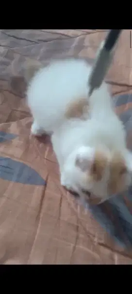 Jual anak kucing medium umur 2 bulan